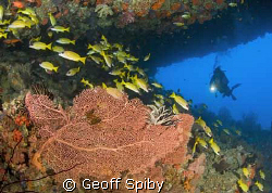 Maldives cave scene by Geoff Spiby 